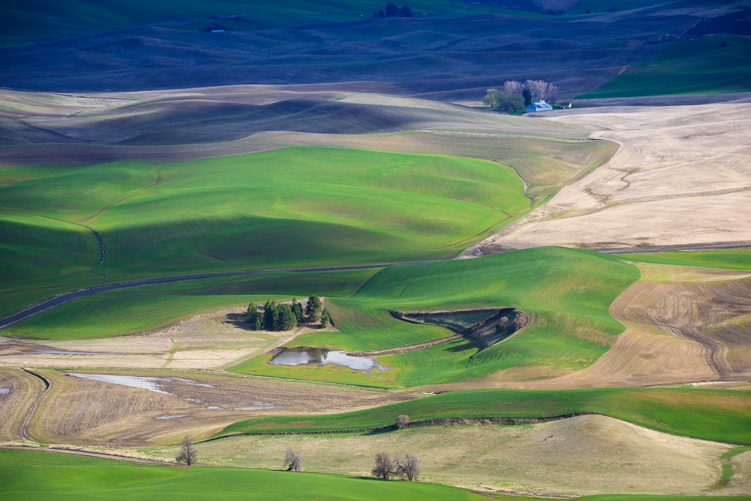 Rolling Hills in Green