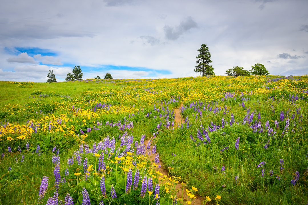 Spring in Columbia Gorge