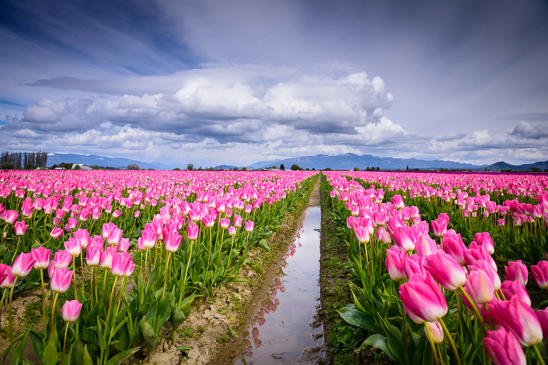 Spring in Skagit Valley