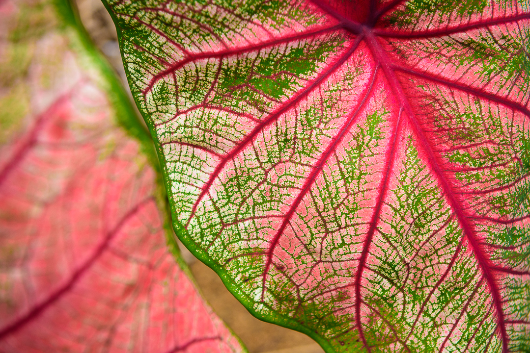 Leaf Patterns