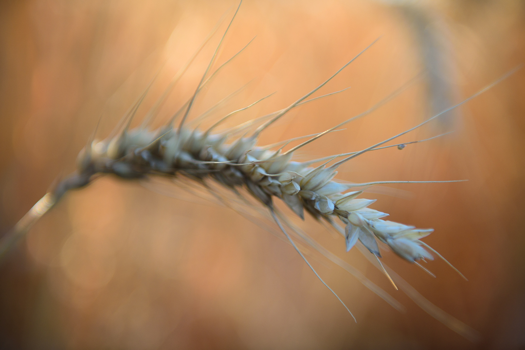 Rolling Hills: Wheat