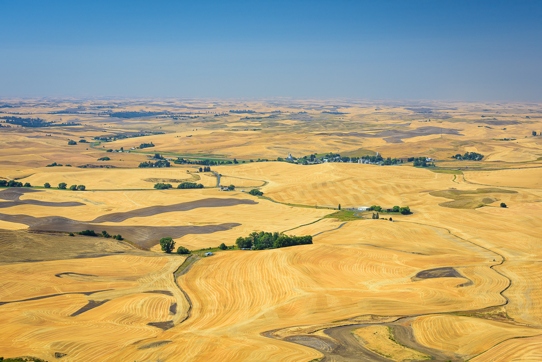 Rolling Hills in Yellow