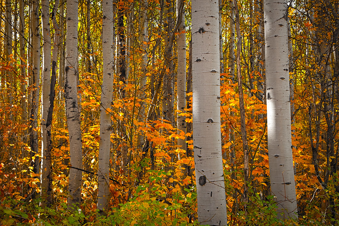 Fall Colors #1